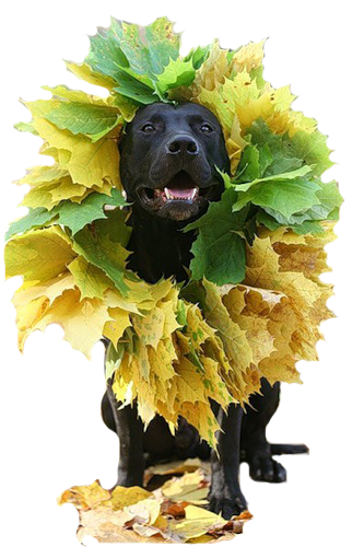 őszi állatok_36.png